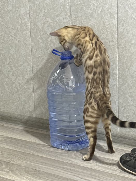 Бенгалский мушукчалар 100% тоза