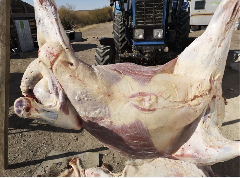 сиыр тайынша соғым ет туша