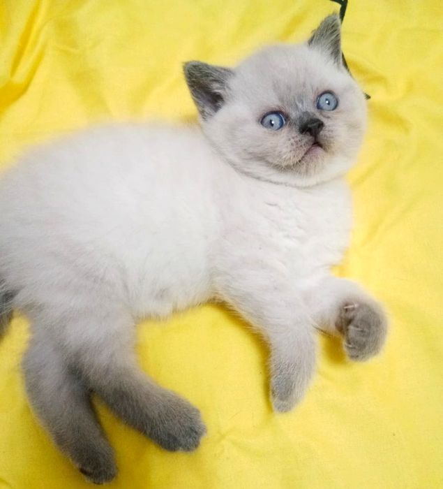 Котик британский
