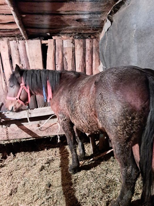 Mânz de vânzare cuminte