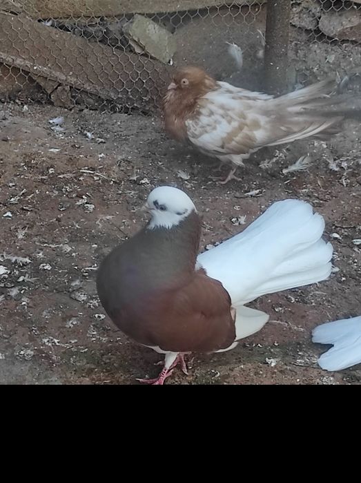 Белоглави и огледални гълъби продава