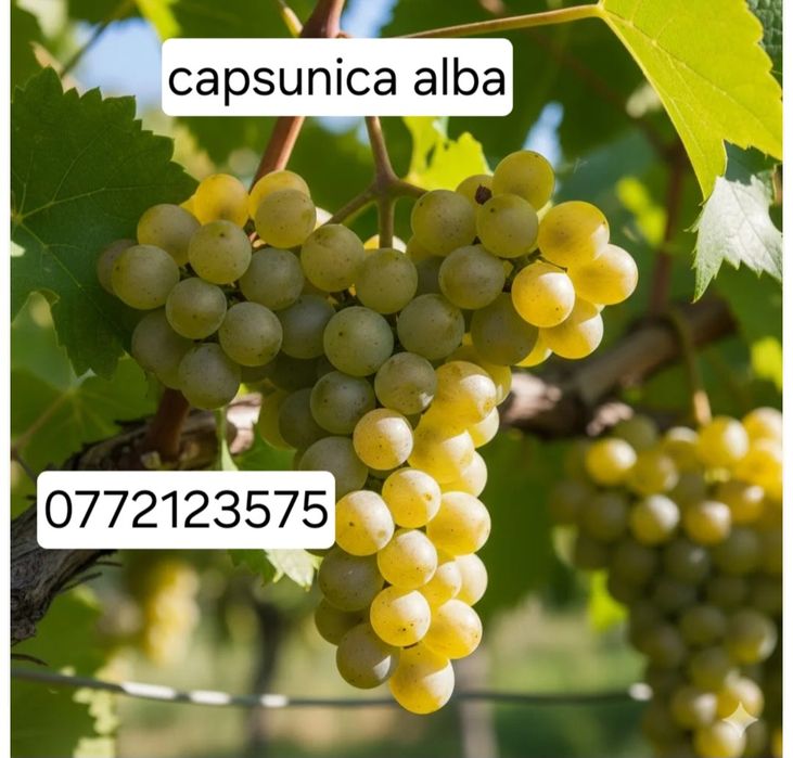 Butasi vita de vie altoita și hibrid