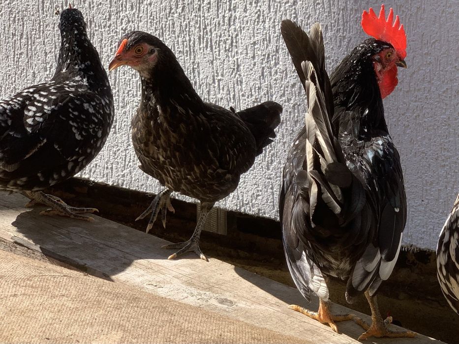 Pereche găini americane