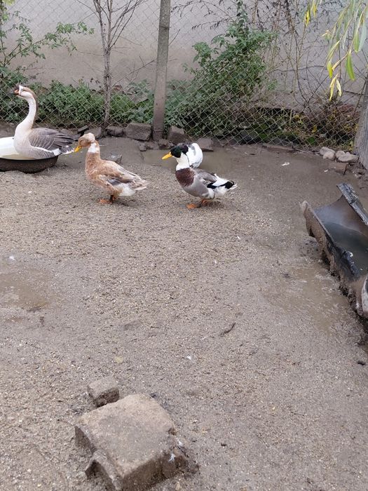 Gâște   și  rațe