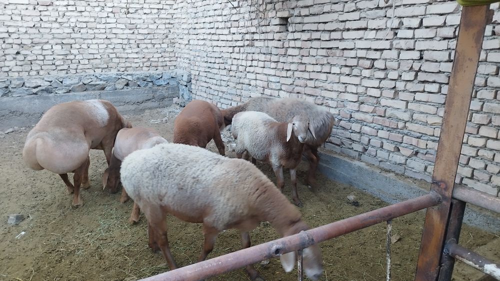 Арашан Кузи ва кучкорлар