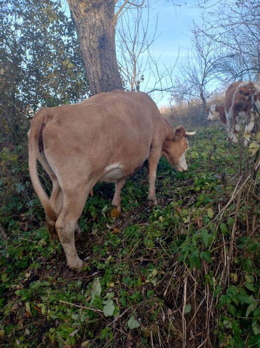 Vând vaca cu vitea