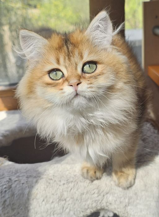 Дългокосмести котенца