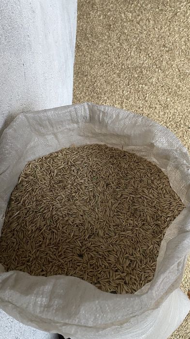 Продам хороший овес