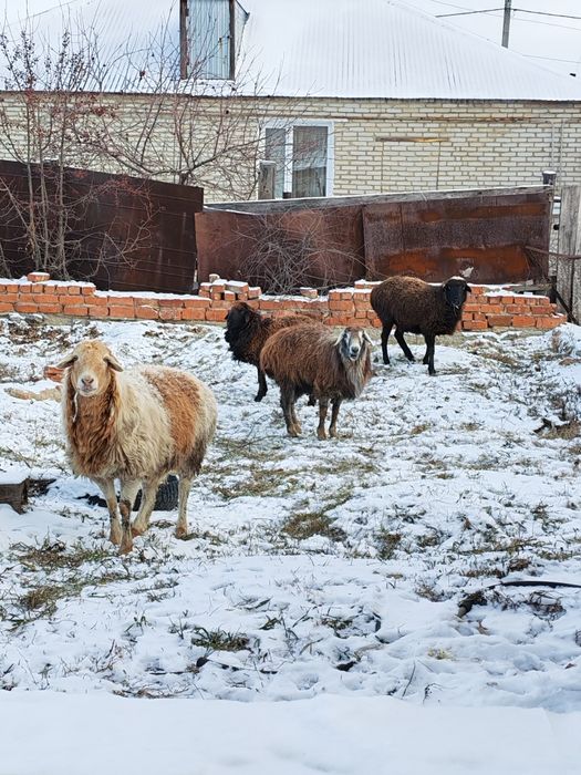 Продам баранов всех оптом