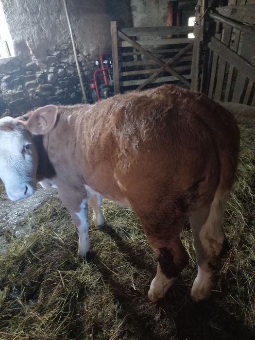 Vând vitica de 2 luni