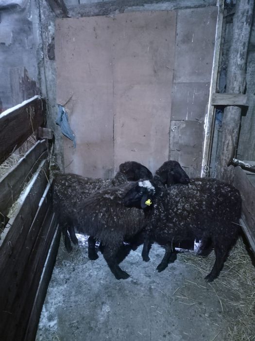 Продам три головы токты