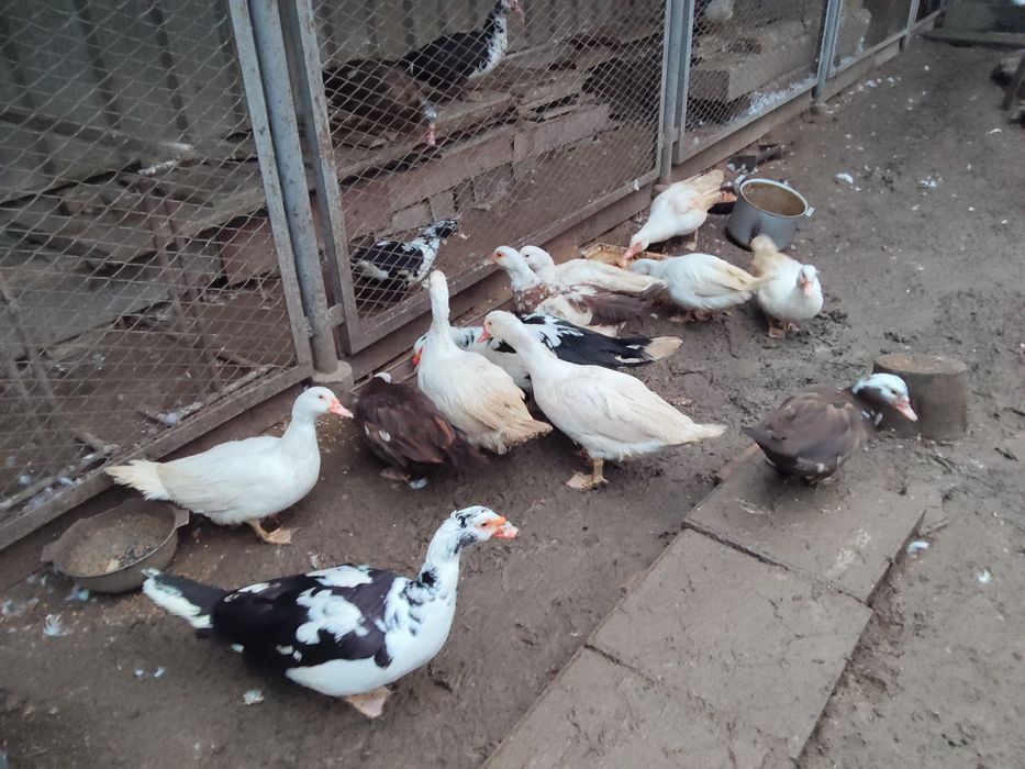 Продаются Индоутки