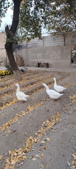Товук, Хуроз, Гозлар, G'oz, ho'roz, tovuq