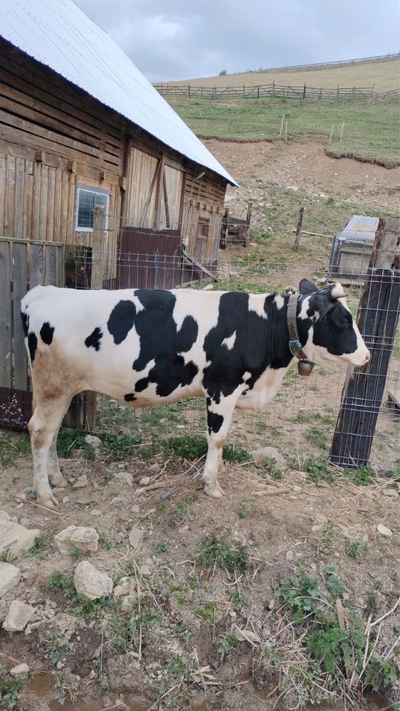 Juninca holstein