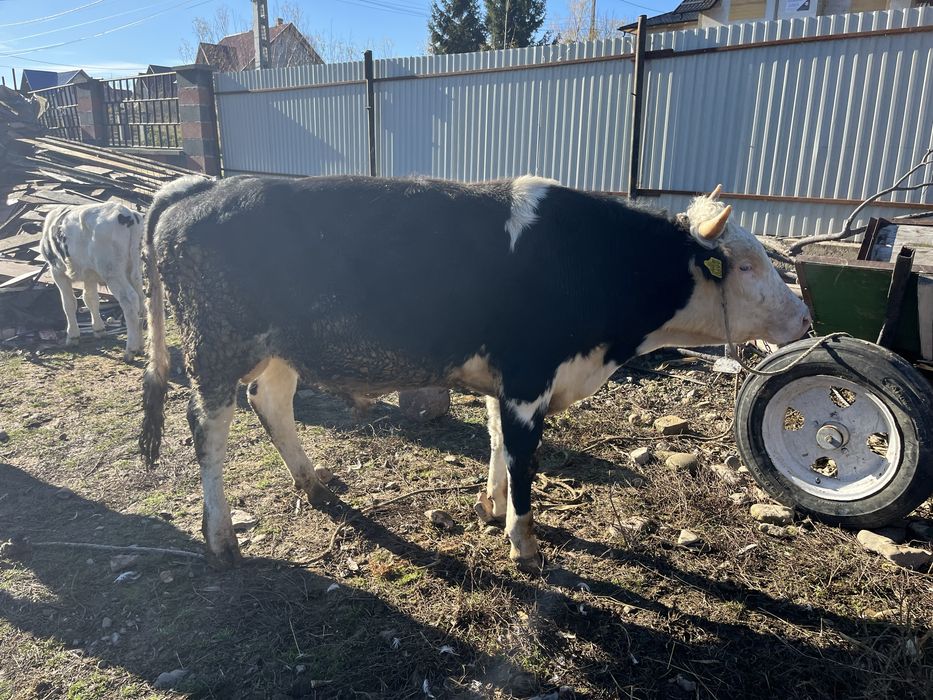 Vand vitei, in jur de un an,