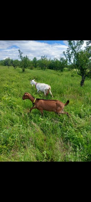 Vand capre alpine,sanen