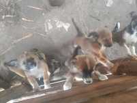 Dau la adopție 6 câini mici și jucăuși