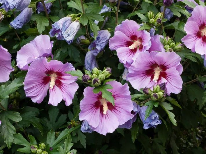 Copăcei hibiscus syriacus