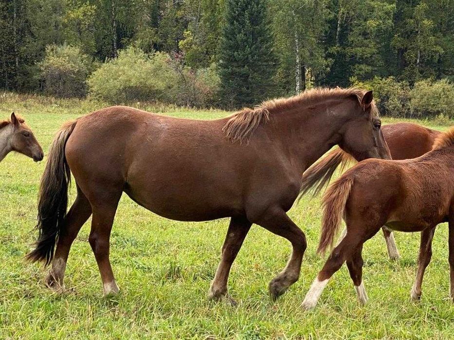 Продам жеребят ново-алтайской породы