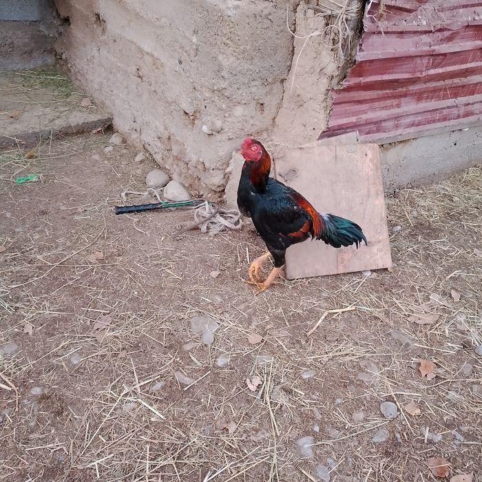 Дакан қораз 1 жасар