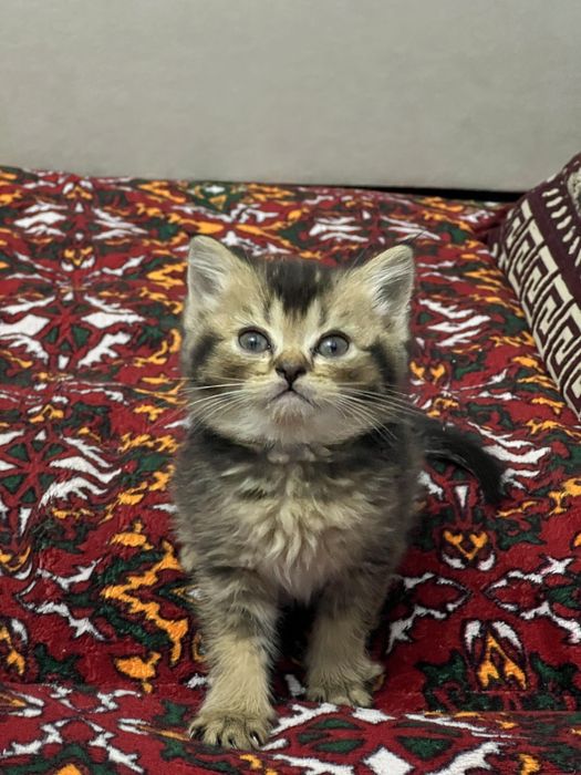 Кошки котята британская шиншилла