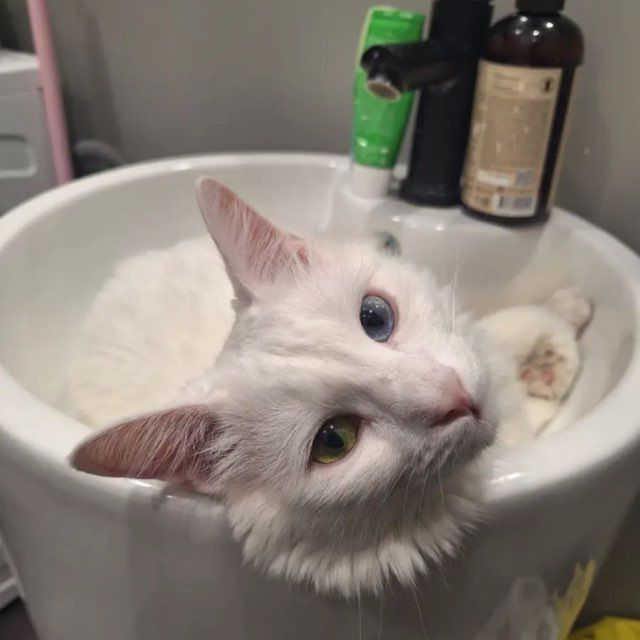 Ангорский кот 1год