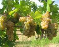 Struguri proaspeți pentru vin - direct de la producător