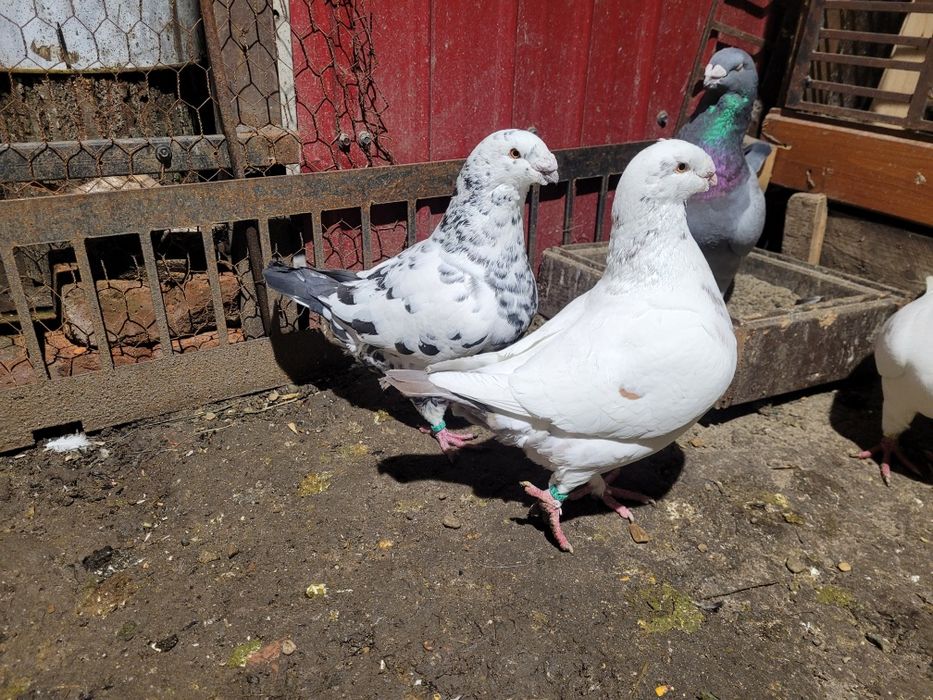 Vând porumbei americani