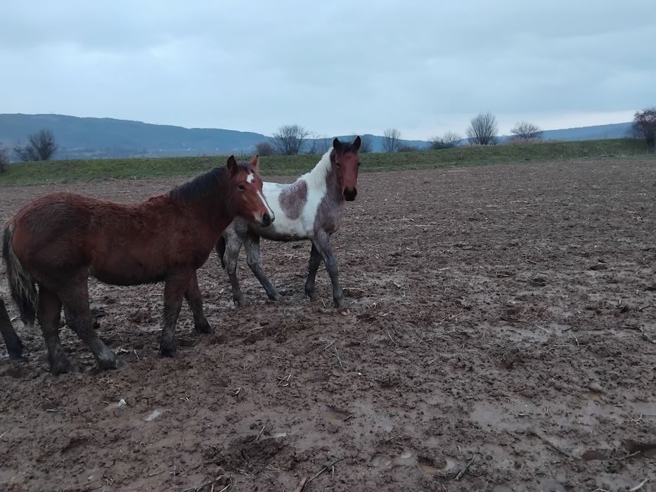 Продавам  женско конче