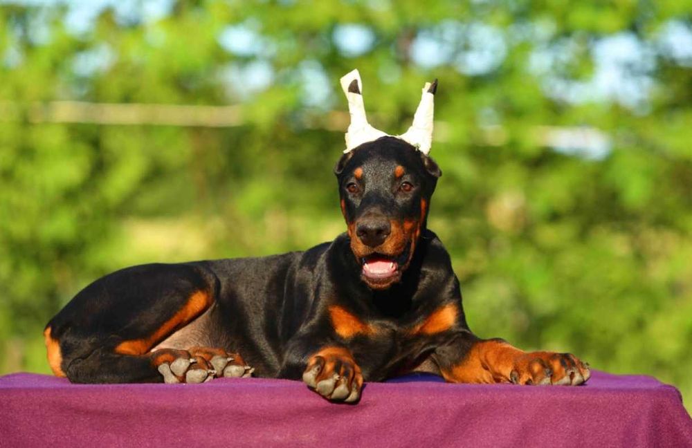 Pui de Doberman European
