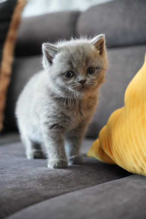 Британска късокосместа