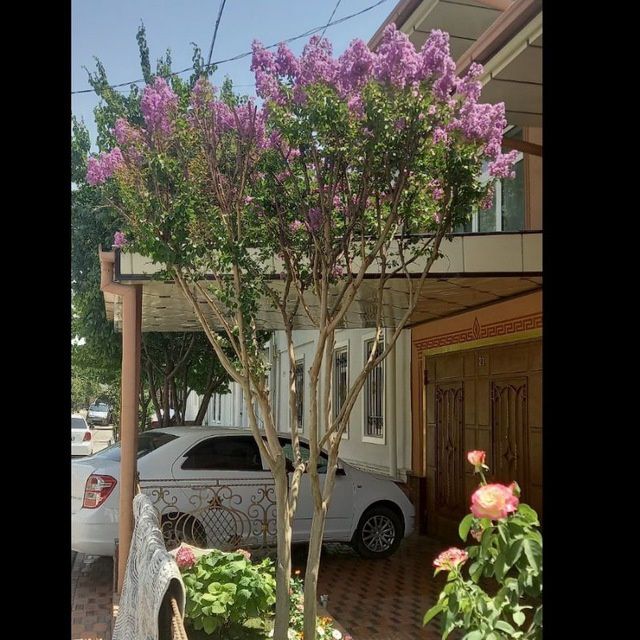 Gazon. Archalar. Landshaft. Gullar