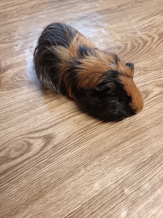 Vand porcusori de guineea