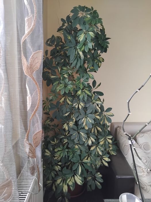 Шефлера зелено с бяло