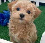 Fetiță  Maltipoo  F