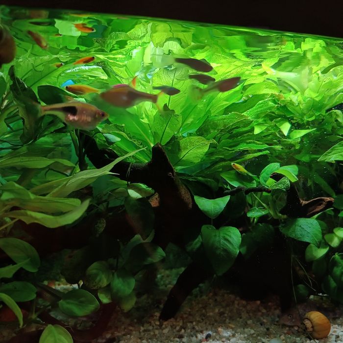 Acvariu complet echipat