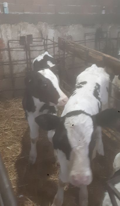 Мъжки телета сукалчета черно шарени