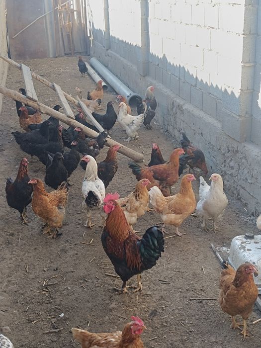 Куры петухи молодые