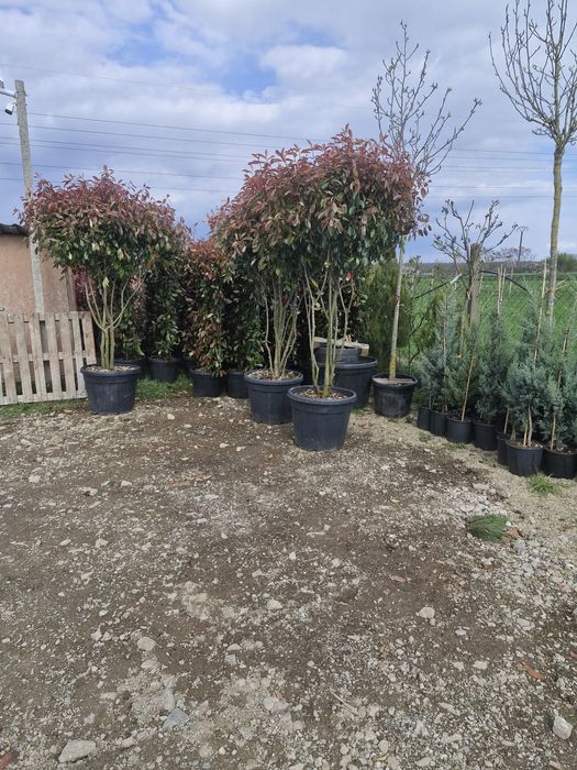 Tuia leylandii super oferta gazon rulou sport rustic
