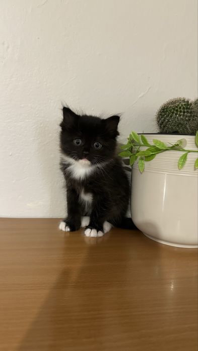 Месячные котята в добрые руки