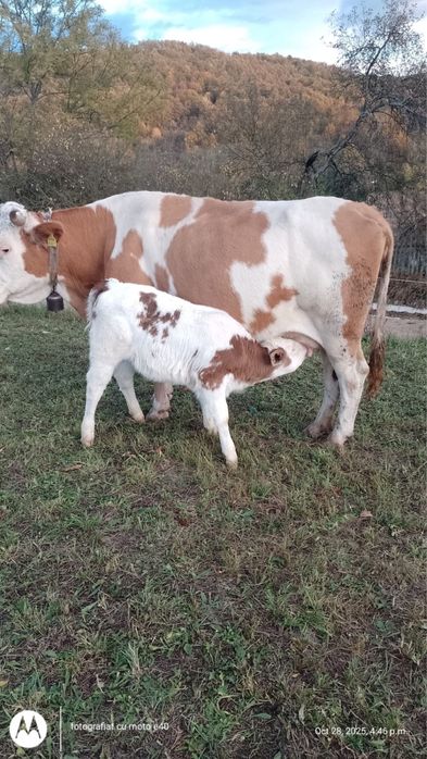 Vand vaca cu vitea - Baltata Romaneasca