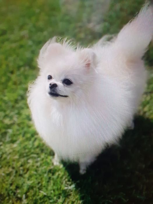 Vând cățel de Pomeranian ...