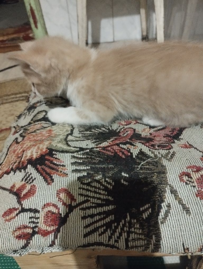 Отдам котят в хорошие добрые руки