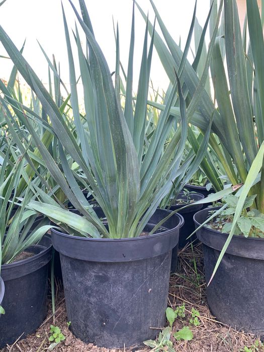 Floare verde Yucca