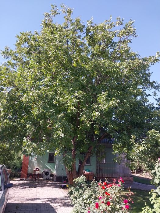 Дерево Орех орех