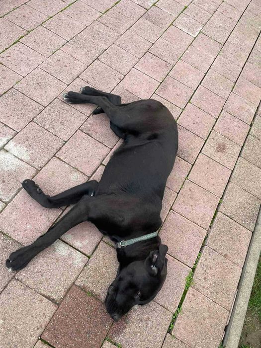 Куче Чейс си търси дом