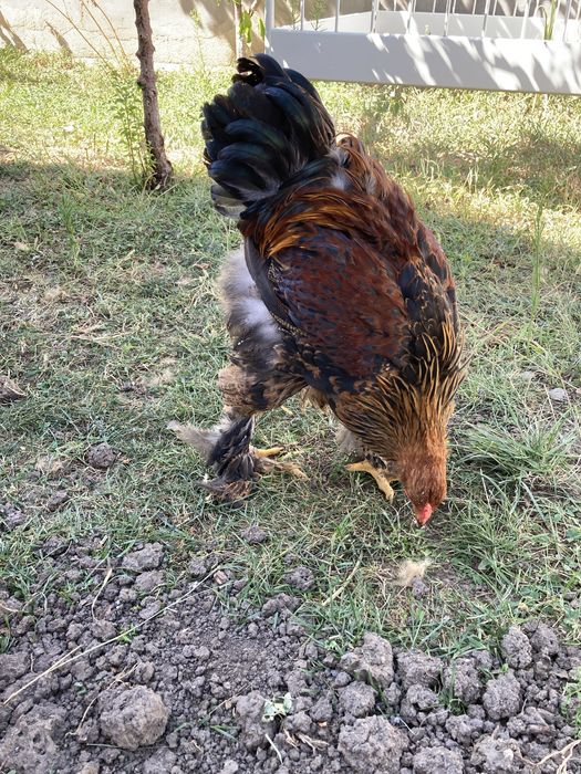 Brahma Potarnichiu ( Cocosi )