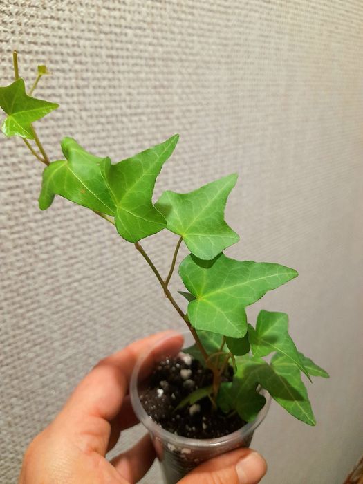 Продам Хедера Хеликс грин плющ