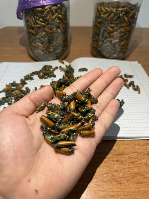 Алтын қоңыз майский жук золотой жук коныз простатит