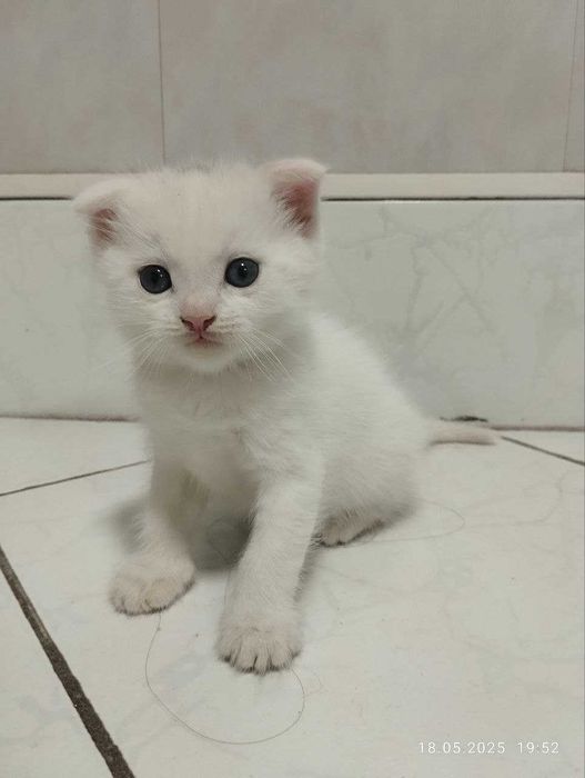 Котята скоттишфолд чистокровные